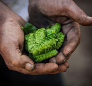 Hop forward: On the frontier of beer