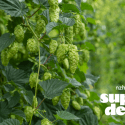 NZ Hops release latest proprietary variety