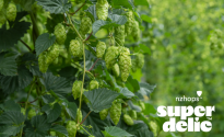 NZ Hops release latest proprietary variety