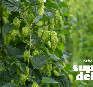NZ Hops release latest proprietary variety
