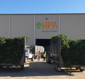 Eclipse on the rise in HPA’s 2023 crop report