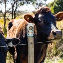 Methane reduction inspires ‘seaweed beer’