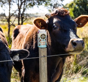 Methane reduction inspires ‘seaweed beer’