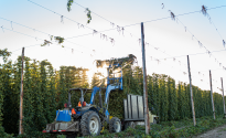 High quality US hops are here for your next beer