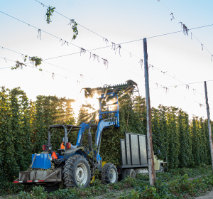High quality US hops are here for your next beer