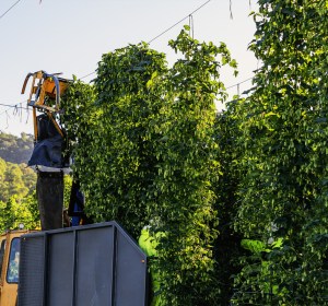 2024 hop harvest delivers lower yields but higher quality
