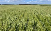 Laperouse joins Australia’s accredited malting barley line-up
