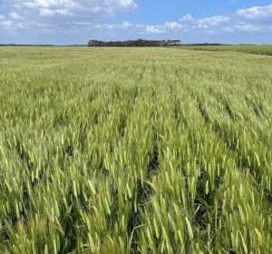 Laperouse joins Australia’s accredited malting barley line-up
