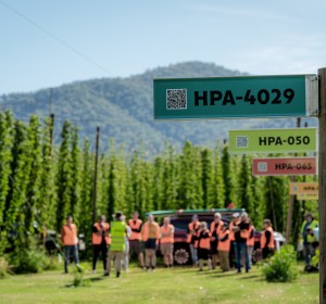 Brew better with HPA’s liquid hops
