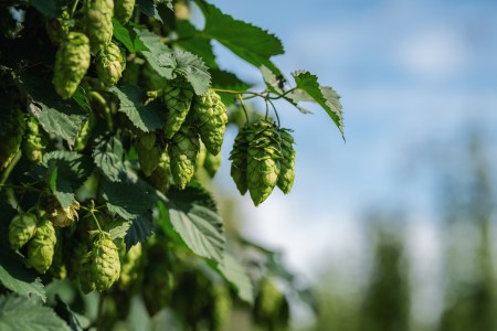 James Davidson,Vic Secret Hop Cones 
